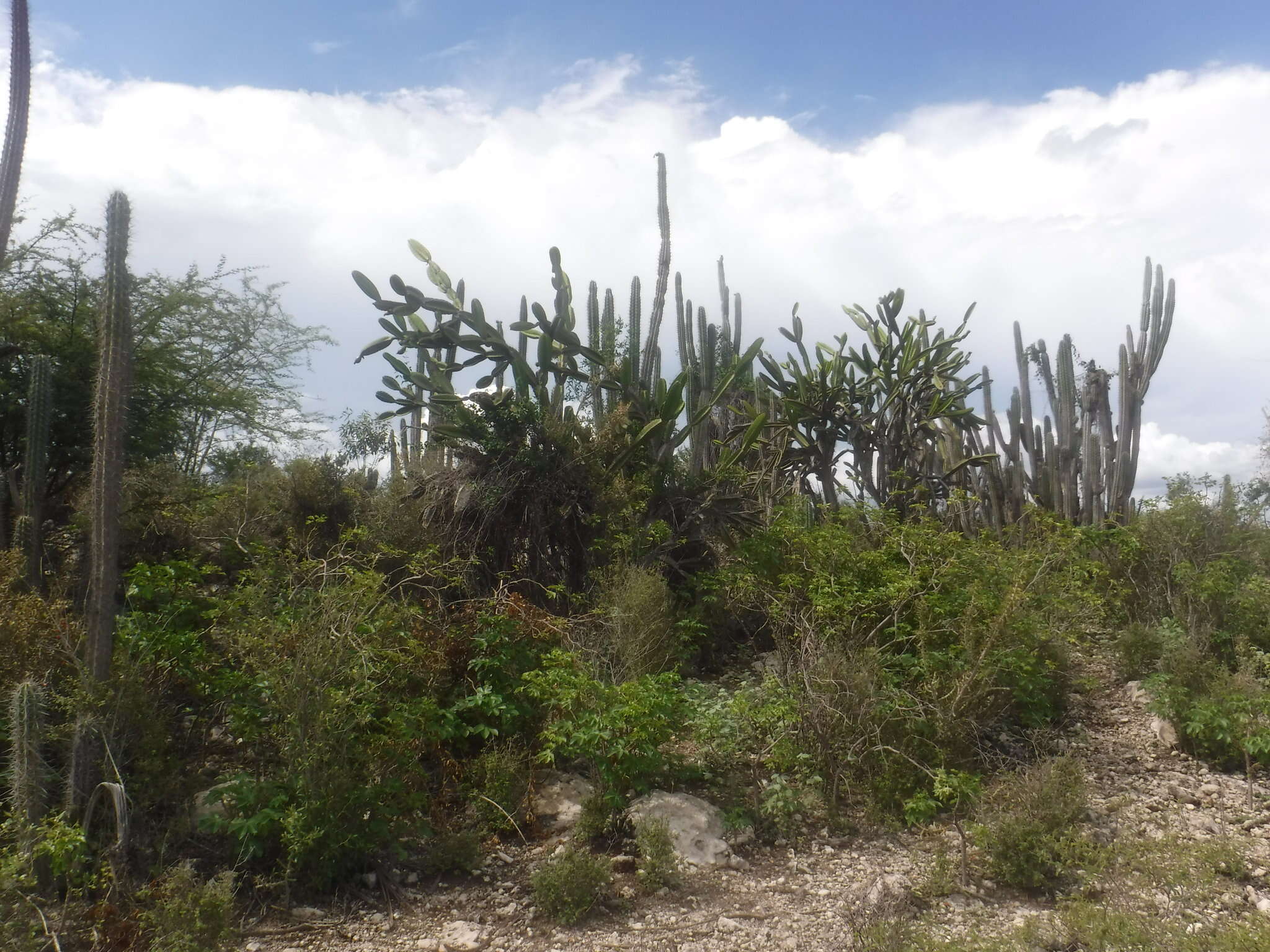 Image of Leptocereus paniculatus (Lam.) D. R. Hunt