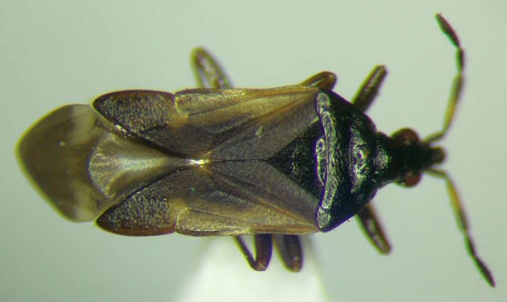 Anthocoris nemoralis (Fabricius 1794) resmi