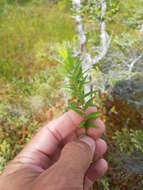 Image of bog aster