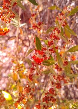 Image of Buddleja tucumanensis Griseb.