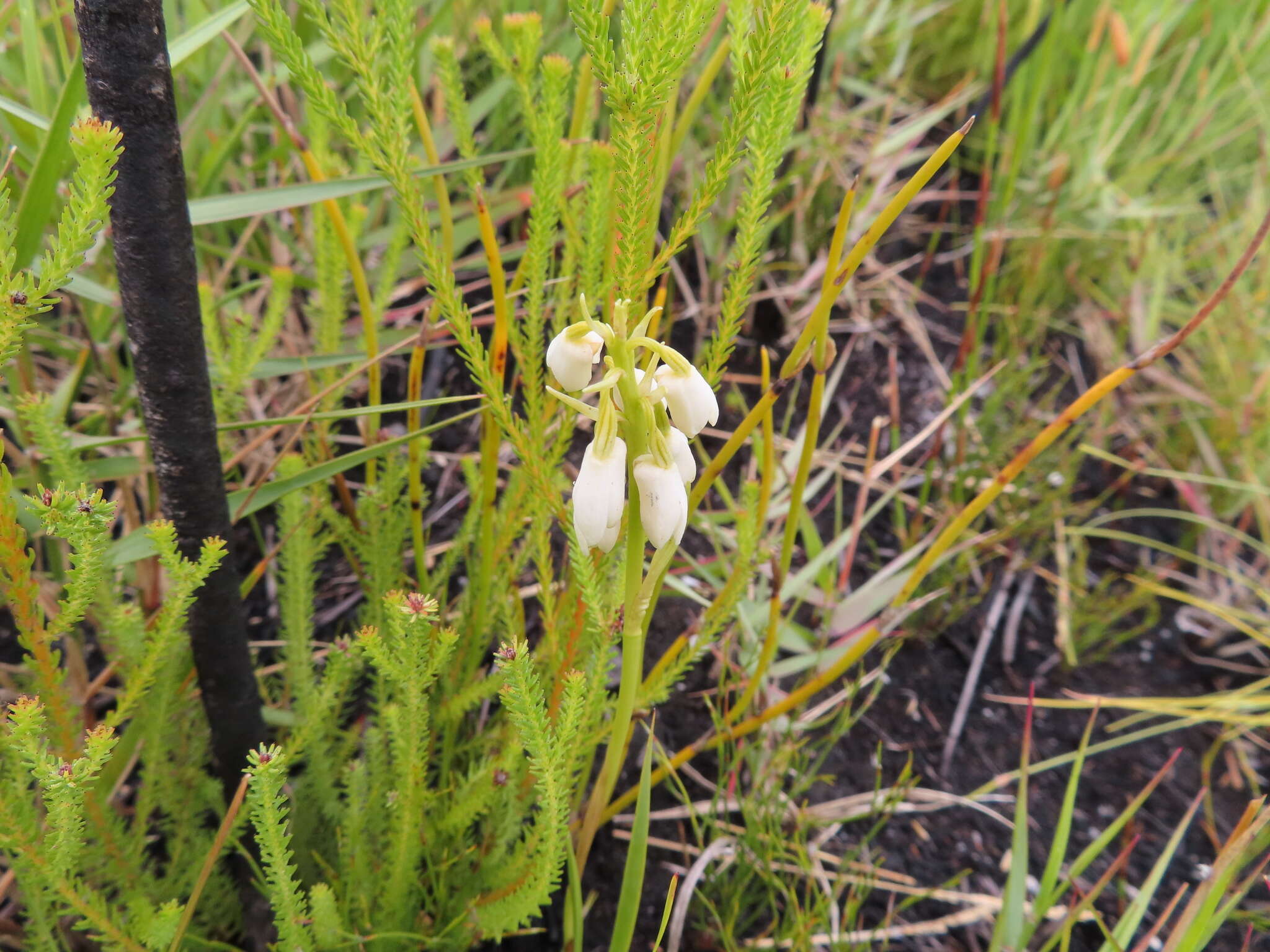 Image of Eulophia aculeata (L. fil.) Spreng.