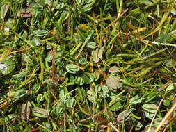 Image of Lachemilla diplophylla (Diels) Rothm.