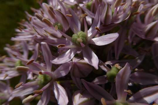 Image of black garlic