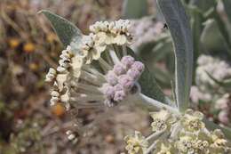 Image of woolly milkweed