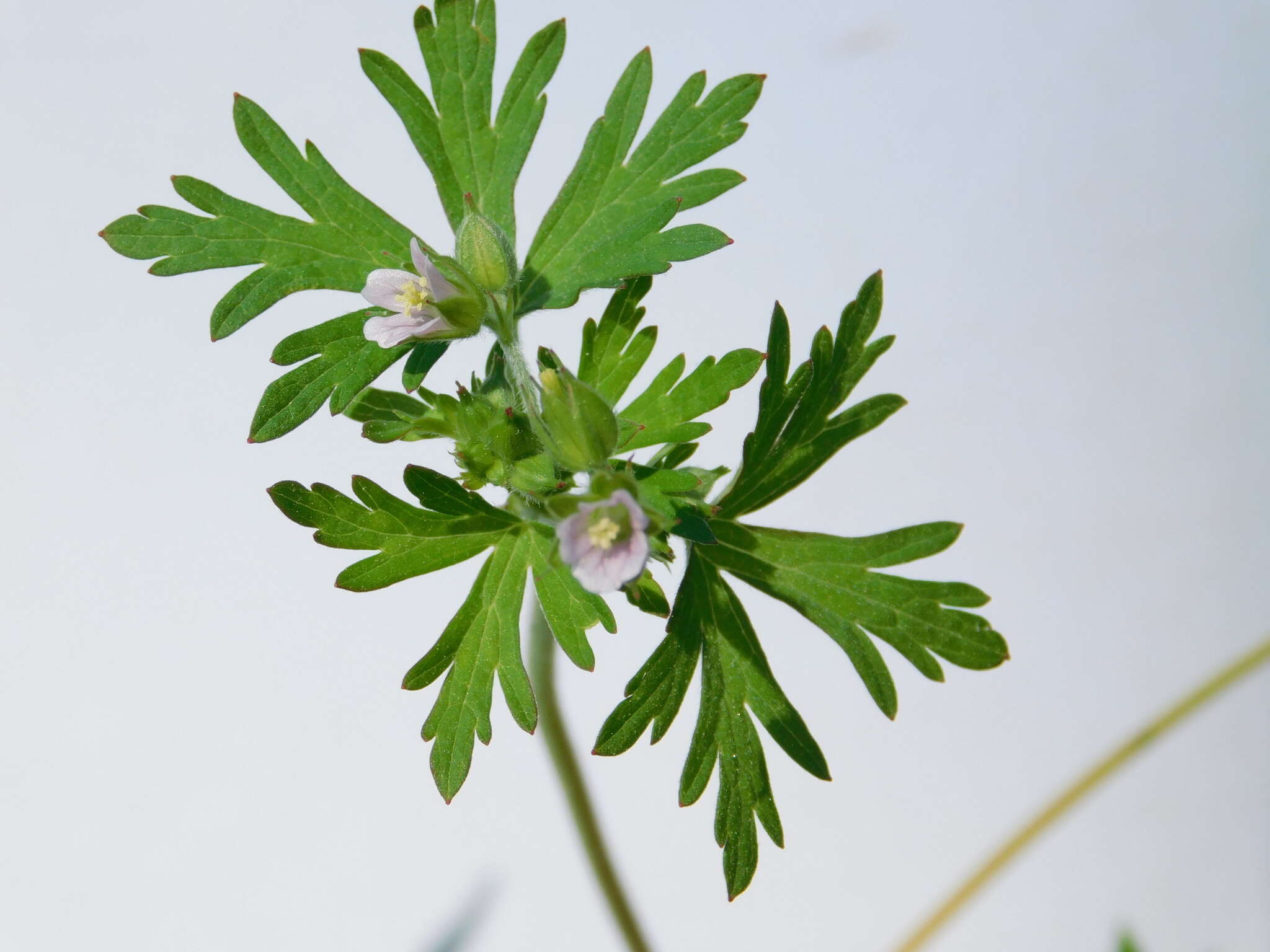 Geranium carolinianum L. resmi