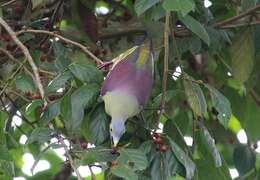 Image of Grey-cheeked Green Pigeon