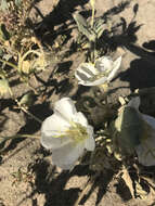 Imagem de Oenothera deltoides Torr. & Frem.