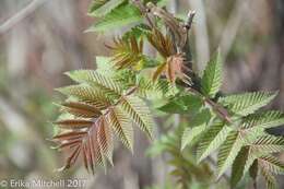 Image of false spiraea