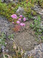 Слика од Silene suecica (Loddiges) Greuter & Burdet