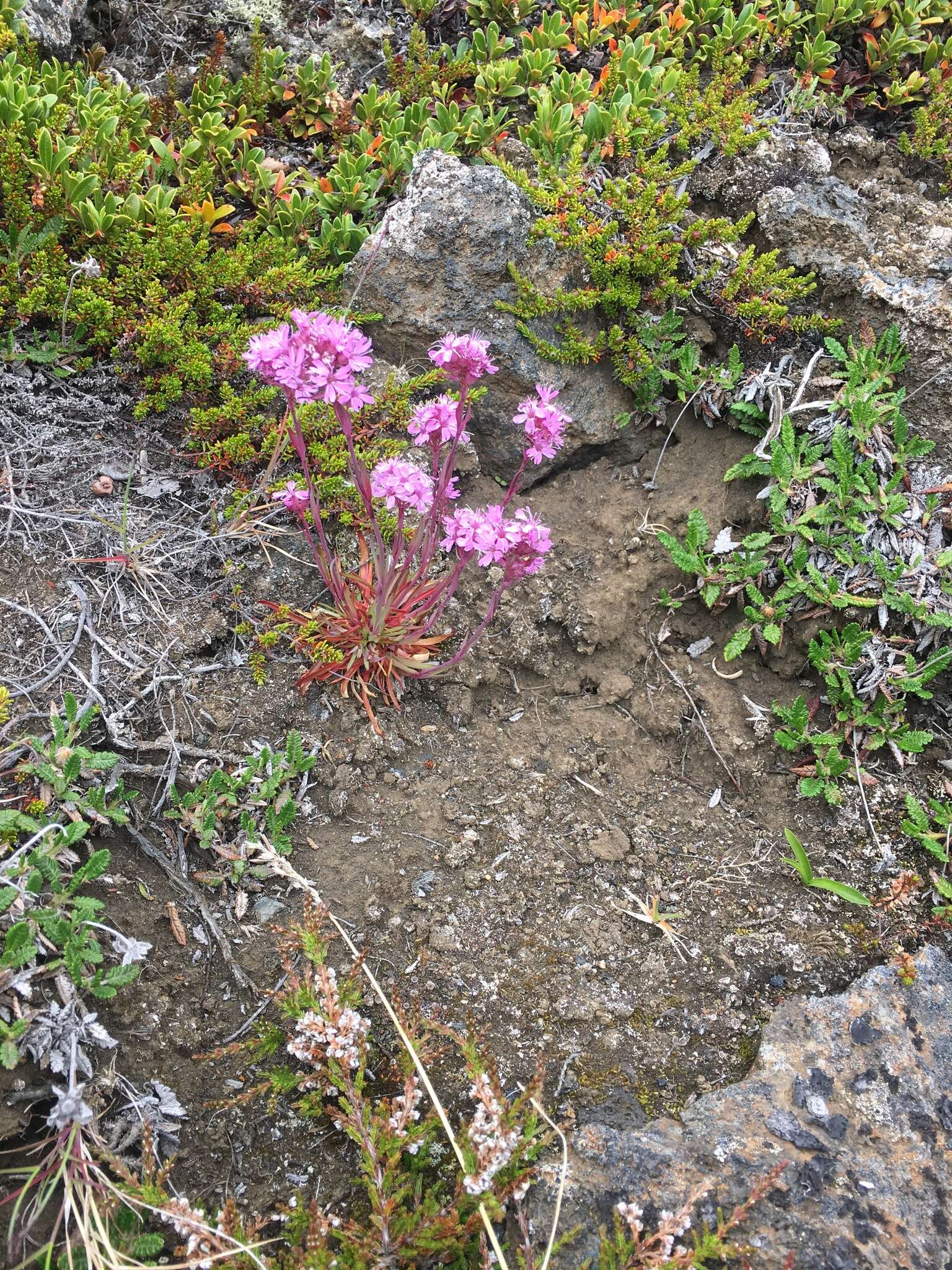 Слика од Silene suecica (Loddiges) Greuter & Burdet