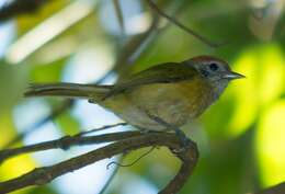 Image of Rufous-crowned Greenlet
