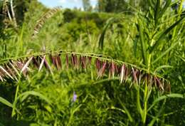 Image of Siberian melicgrass