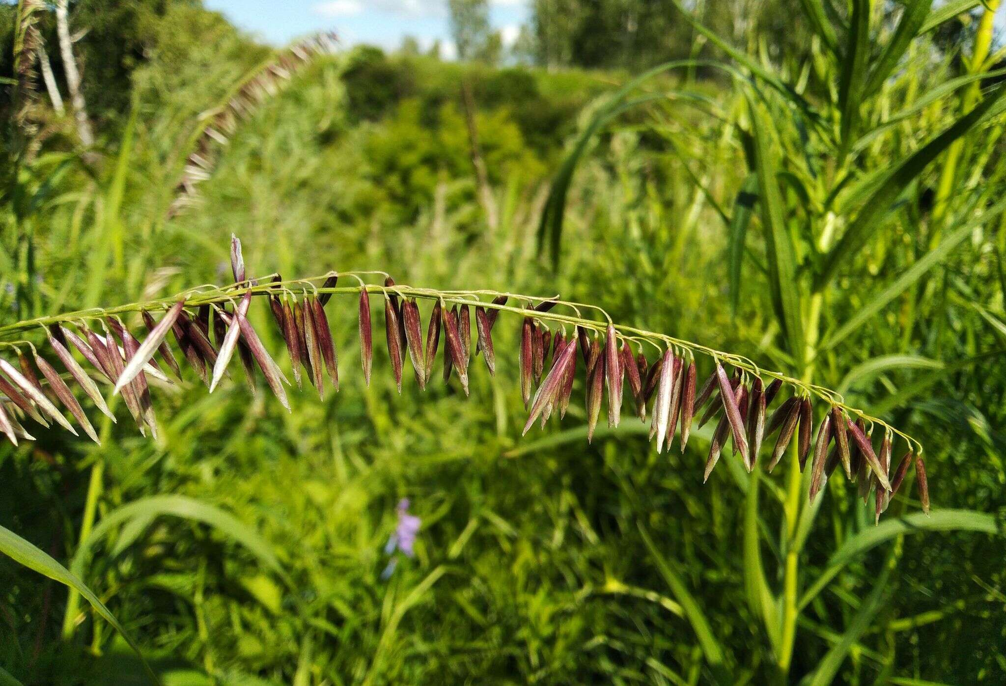 صورة Melica altissima L.