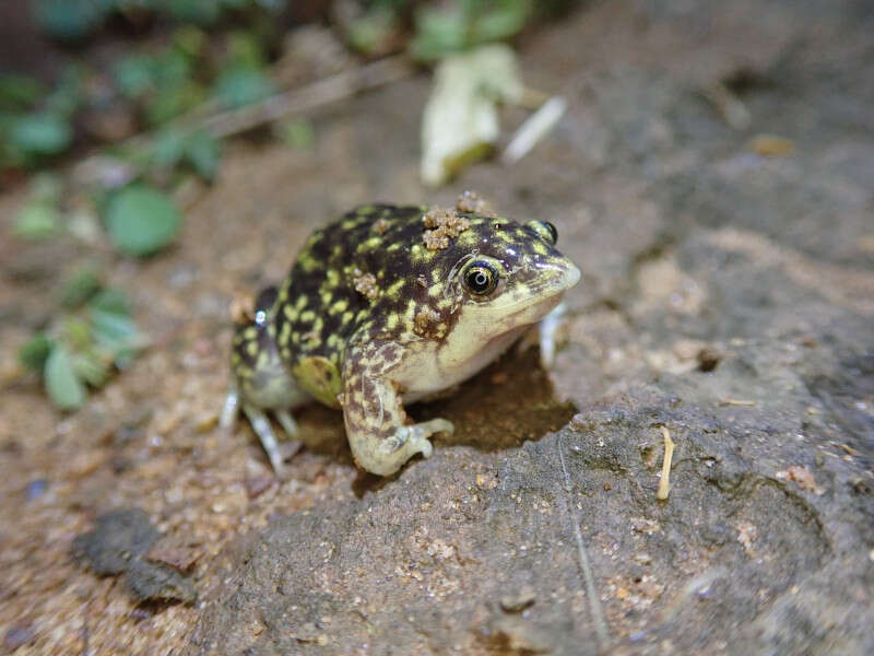 Image of Guinea Snout-burrower