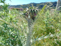 Image of Onopordum illyricum subsp. cardunculus (Boiss.) Franco
