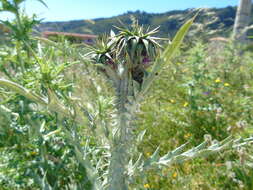 Imagem de Onopordum illyricum subsp. cardunculus (Boiss.) Franco