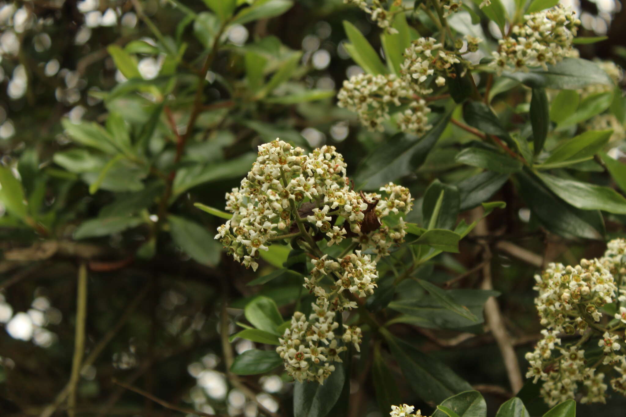 Image of Escallonia paniculata (Ruiz & Pav.) Roem. & Schult.