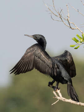 Image of Indian Cormorant