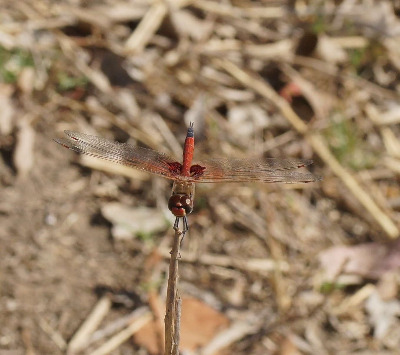 Image of Common Glider