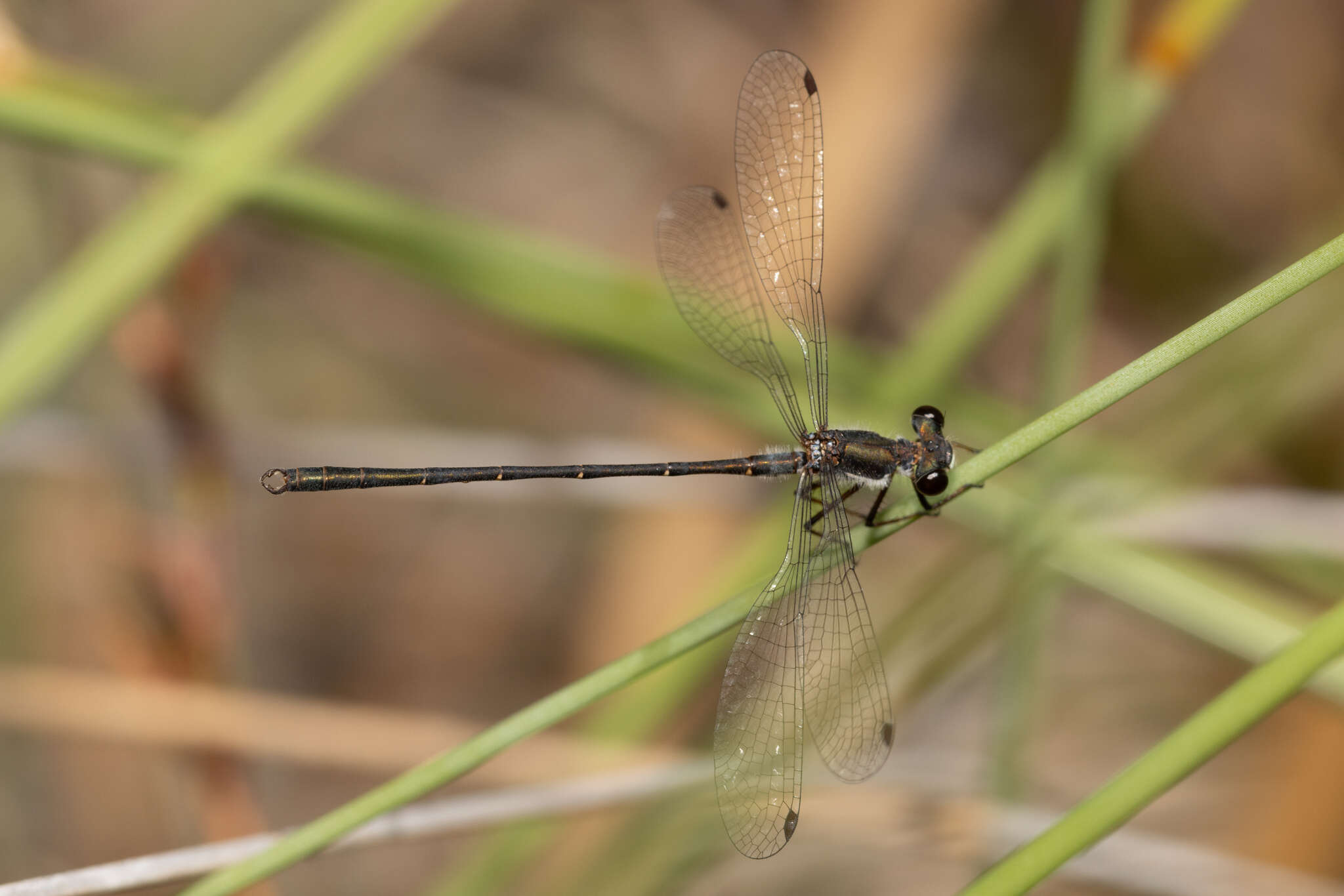 Image of Archiargiolestes pusillus (Tillyard 1908)