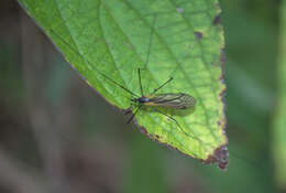 Image of Leptotarsus (Macromastix) luteisubcostatus (Alexander 1934)