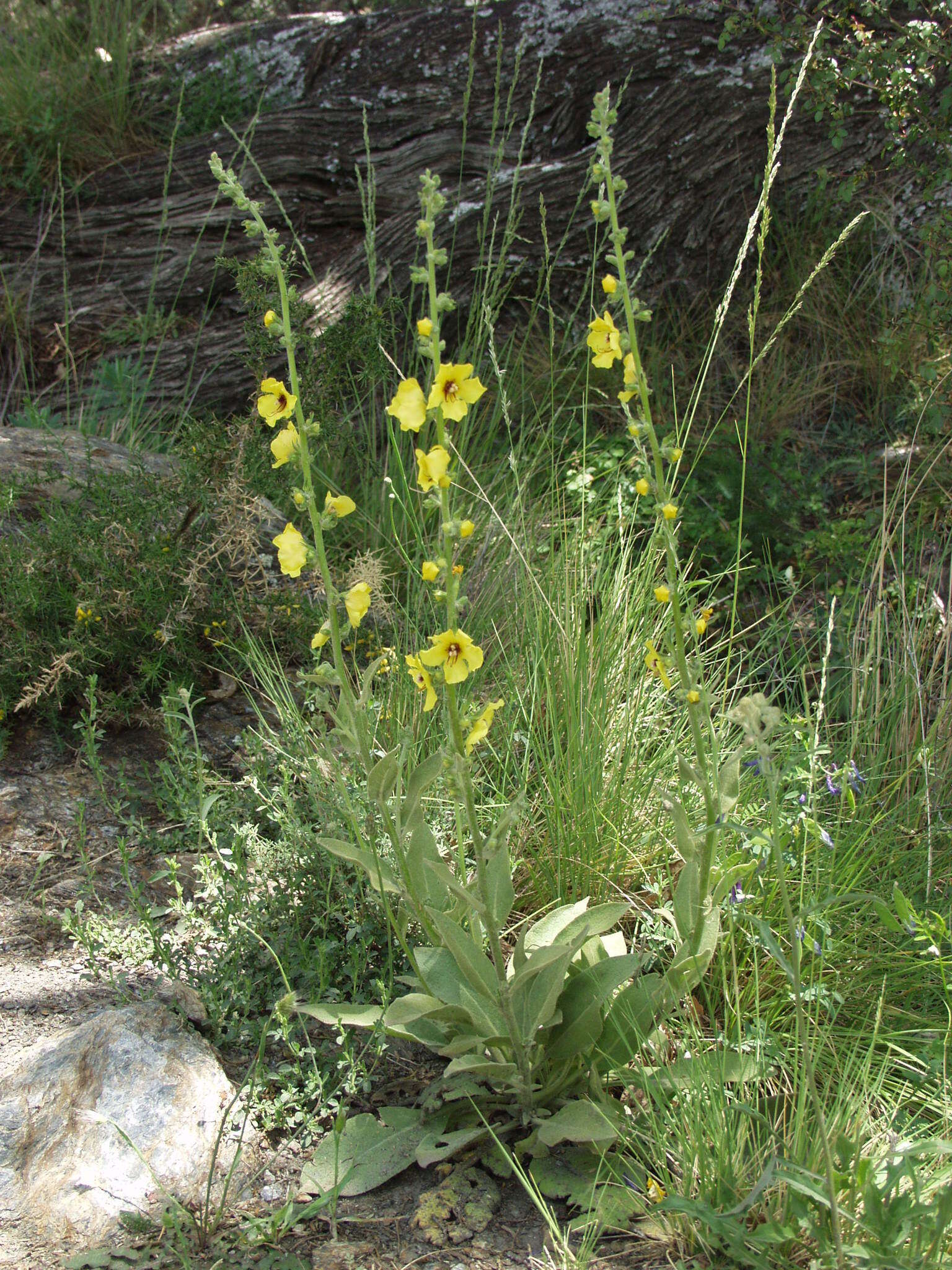 Image of Verbascum dentifolium Del.