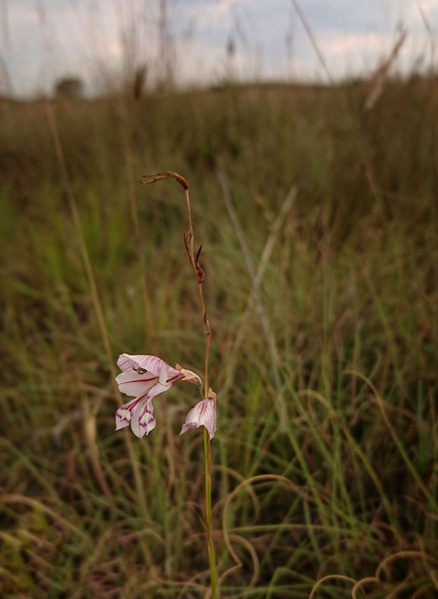 Imagem de Gladiolus pretoriensis Kuntze