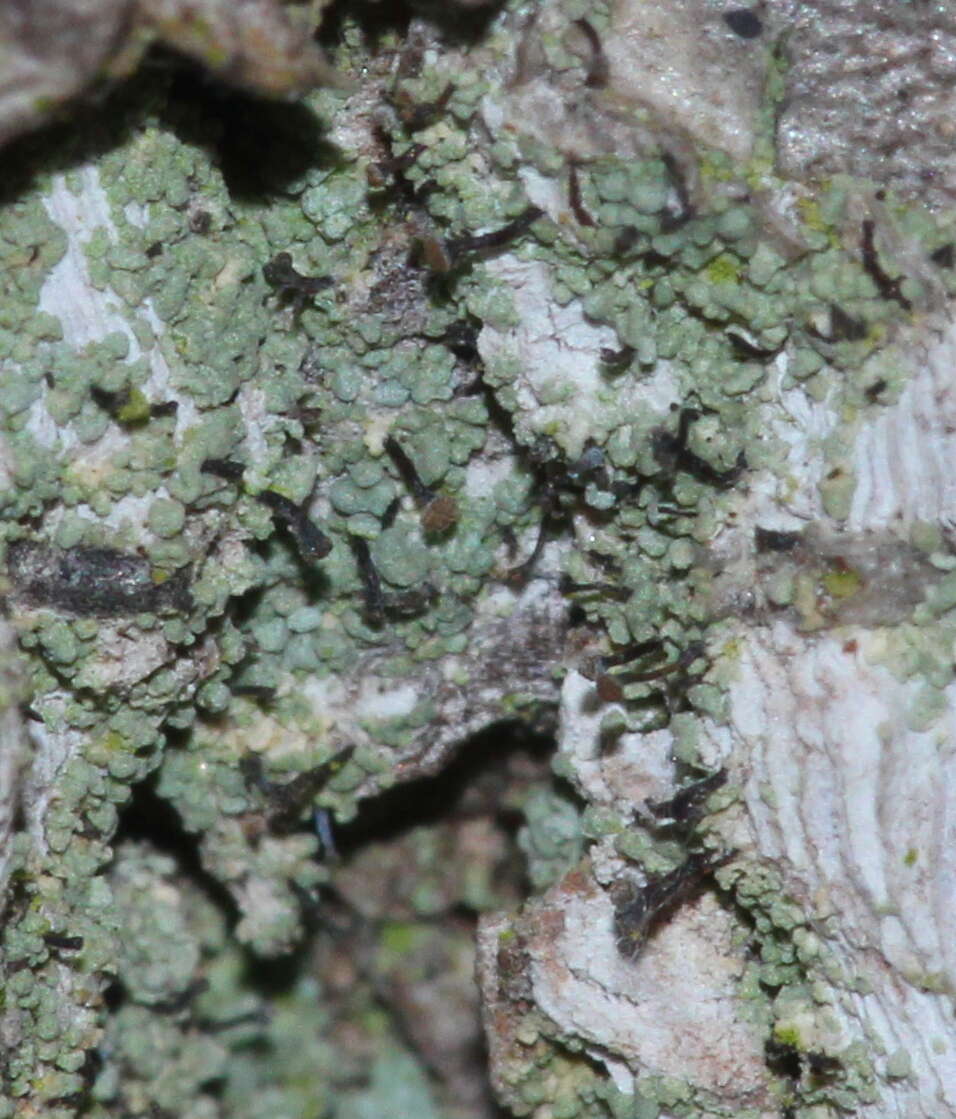 Image of needle lichen