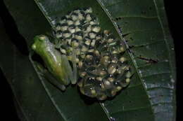 Image of La Palma Glass Frog
