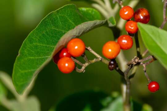 Solanum donianum Walp.的圖片