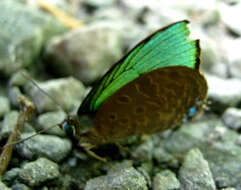 Image of Arhopala borneensis Bethune-Baker 1896