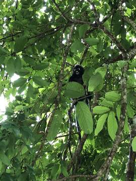 Image of Dusky Langur