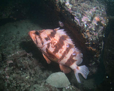 Image of Tiger rockfish