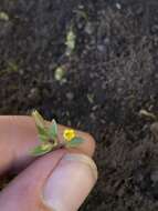 Image of Short-Flower Monkey-Flower