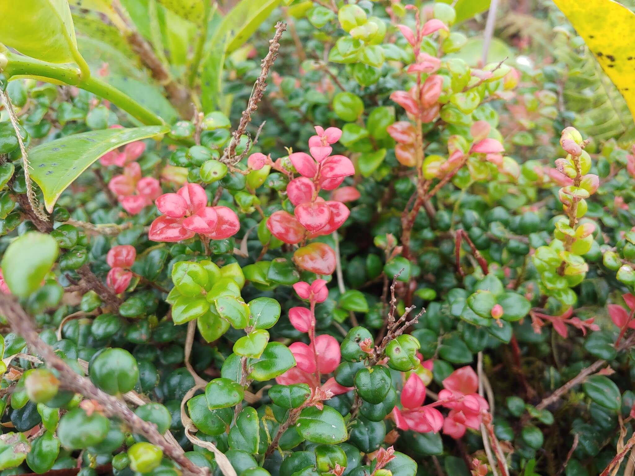 Image of Puerto Rico Brittleleaf