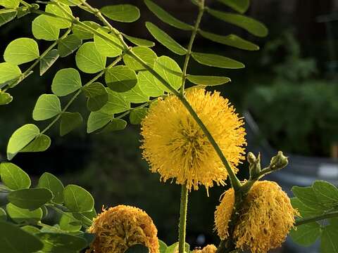 Sivun Leucaena retusa Benth. kuva