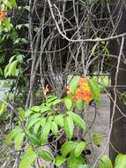 Image of Bauhinia kockiana var. kockiana