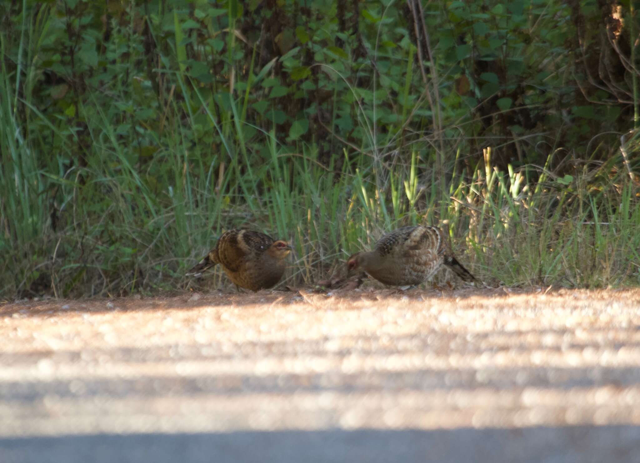 Image of Hume's Bar-tailed Pheasant