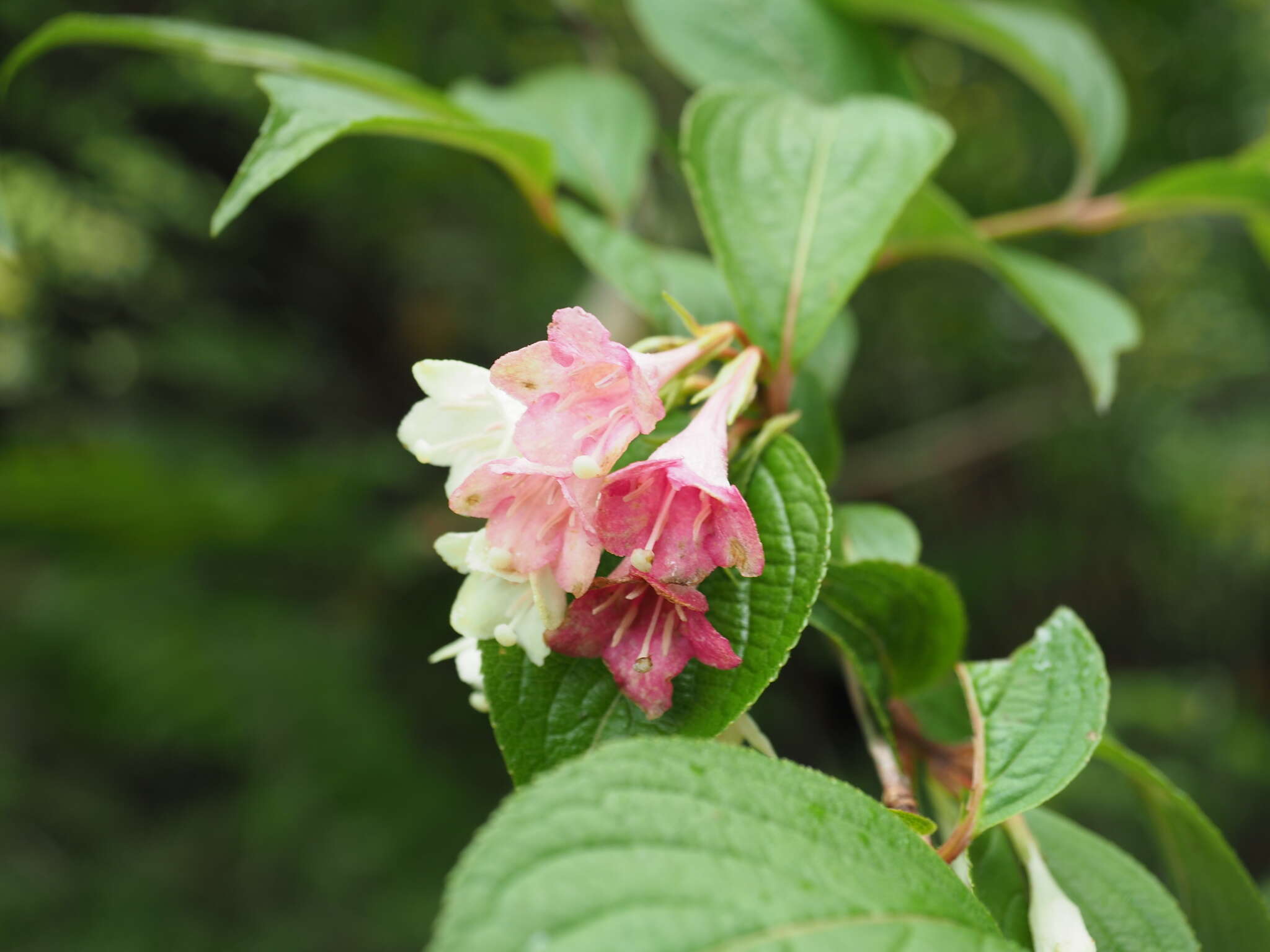 Image of Weigela decora (Nakai) Nakai