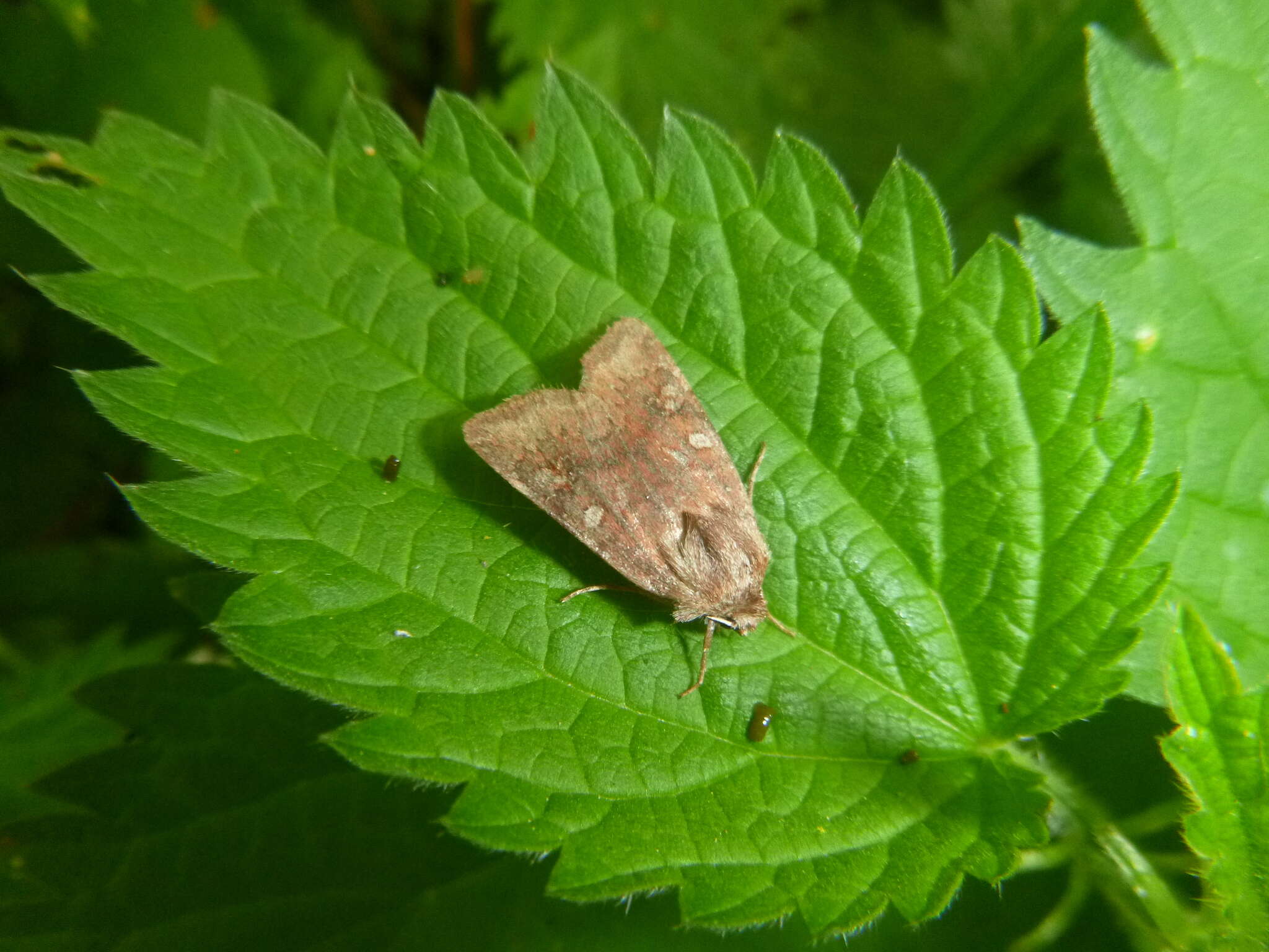 Cerastis leucographa Schiffermüller 1775的圖片