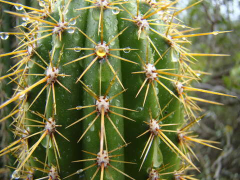 Plancia ëd <i>Trichocereus spachianus</i>