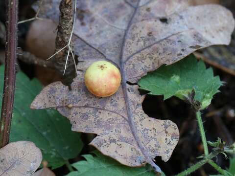 Image of cherry gall