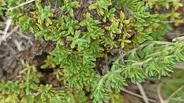 Image of Thymus caespititius Brot.