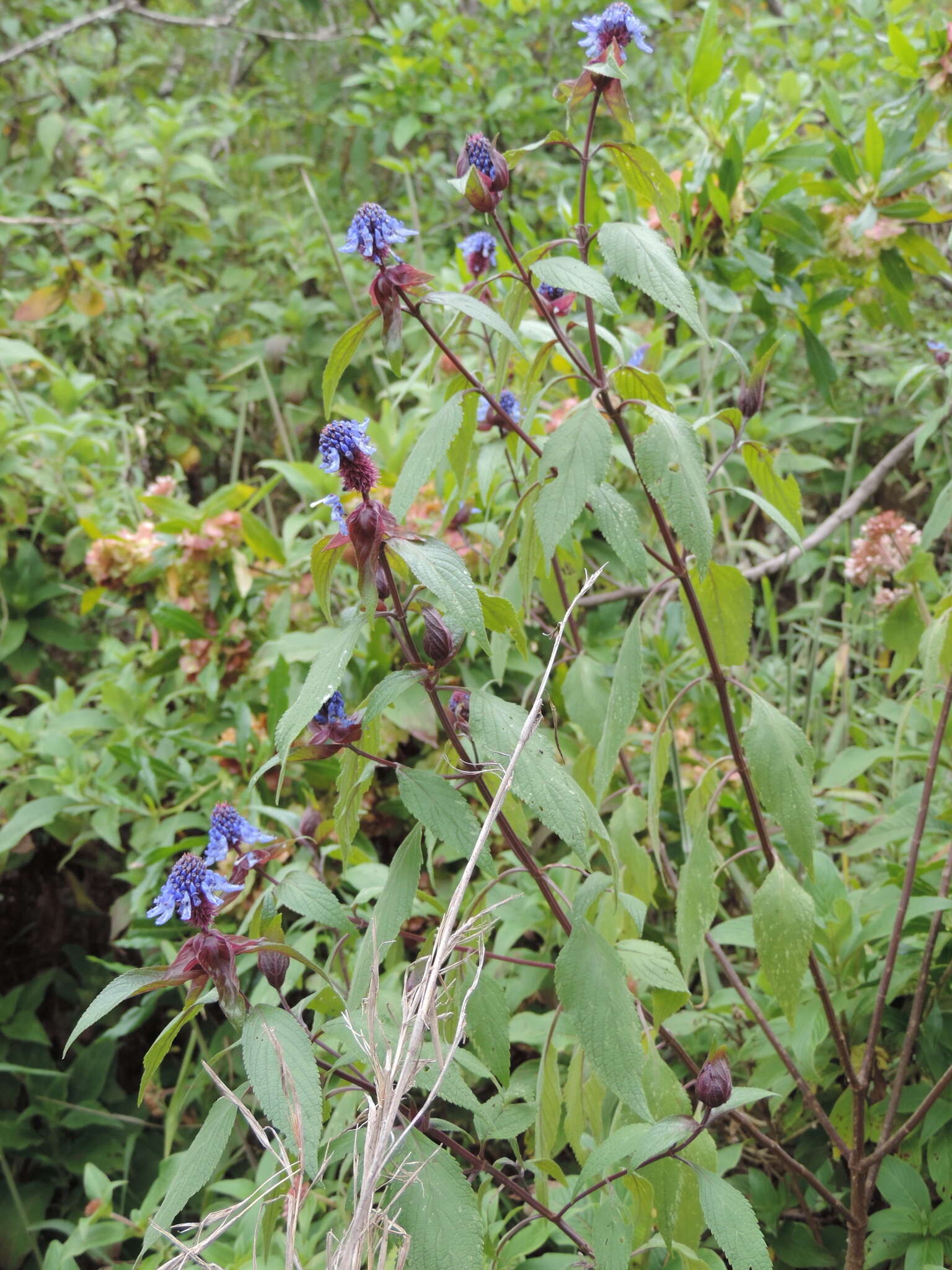 Image of <i>Coleus livingstonei</i>