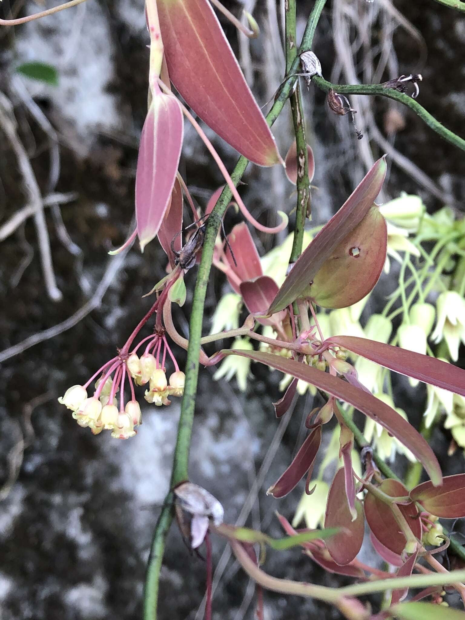 Image of Smilax elongatoumbellata Hayata