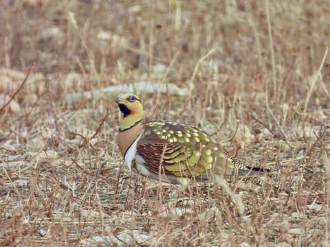 Image of Pin-tailed Sandgrouse