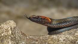 Image of Rustyhead Snake