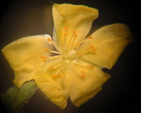 Image of Crocanthemum rosmarinifolium (Pursh) Janchen