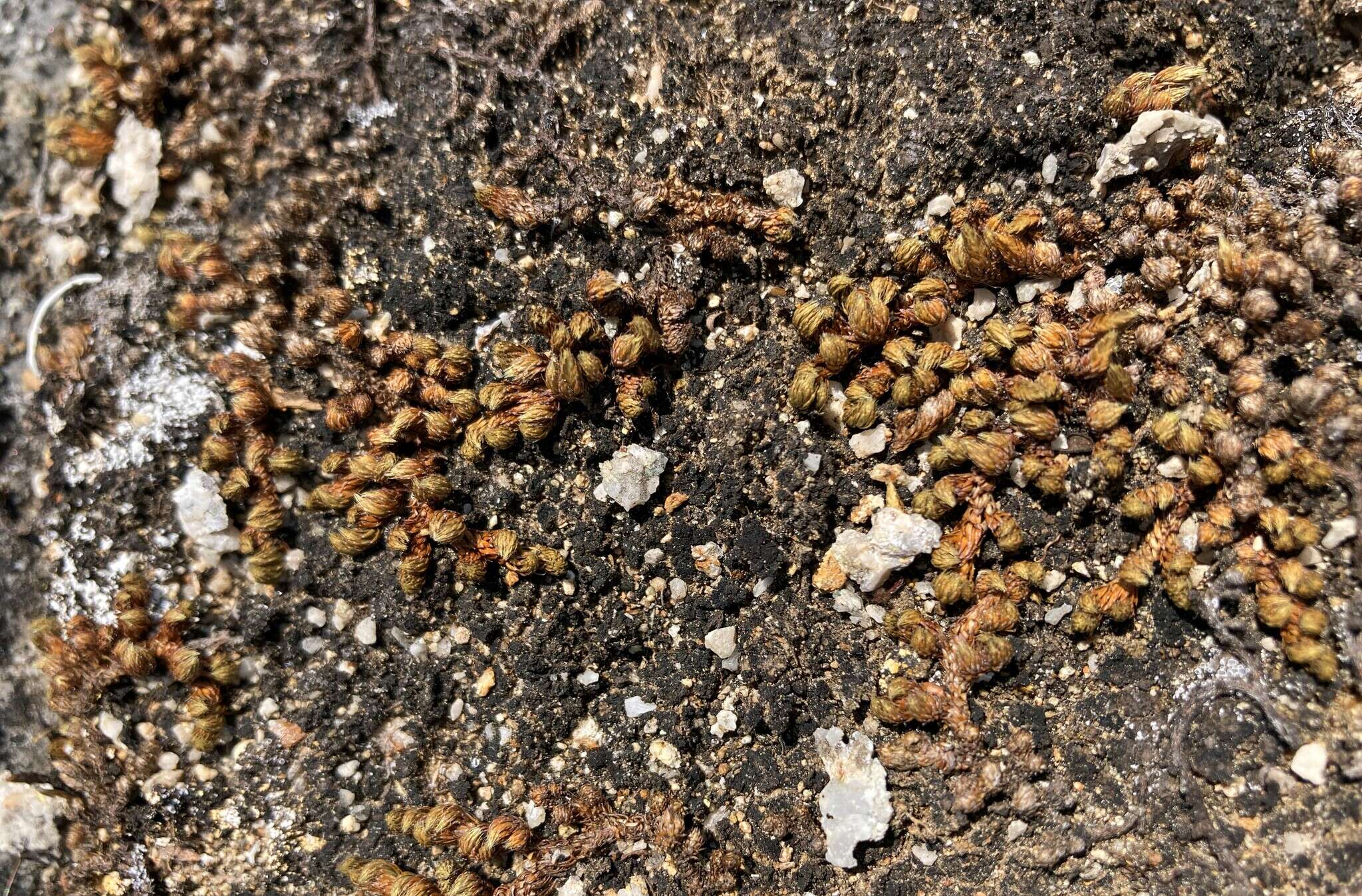 Image of Rocky Mountain spikemoss