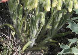 صورة Onosma tricerosperma Lag.